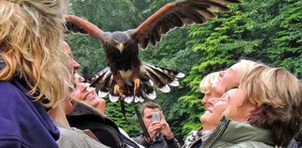 https://funkey.be/wp-content/uploads/2023/02/Teambuilding-met-Roofvogels.jpg