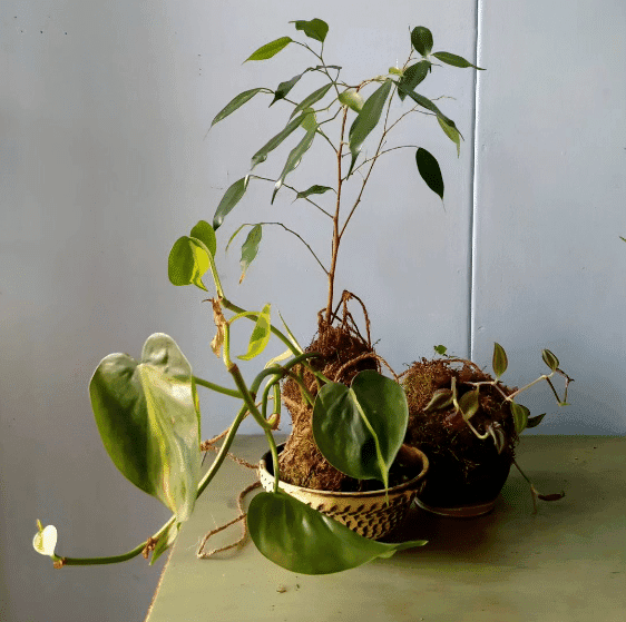 https://funkey.be/wp-content/uploads/2023/10/kokedama2.png