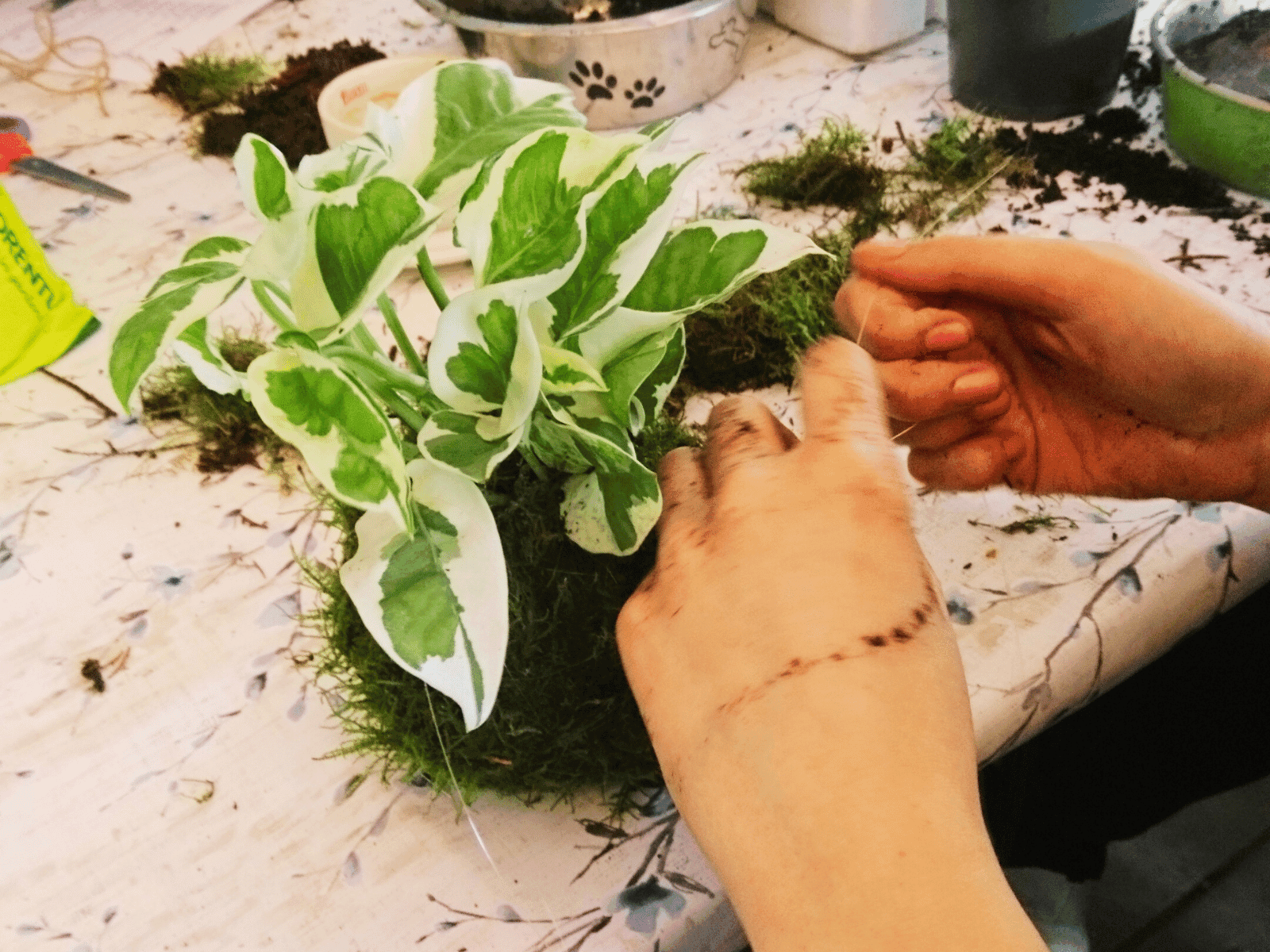https://funkey.be/wp-content/uploads/2023/10/visitleiden-workshop-kokedama-salie.png