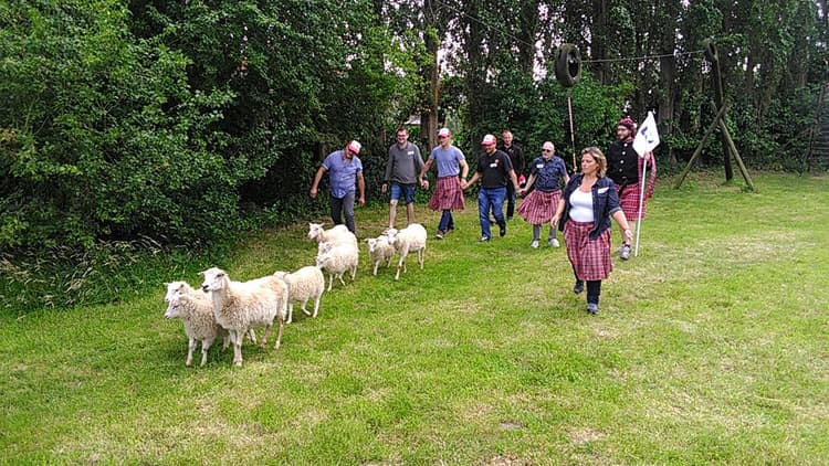 Sheep herding - Header