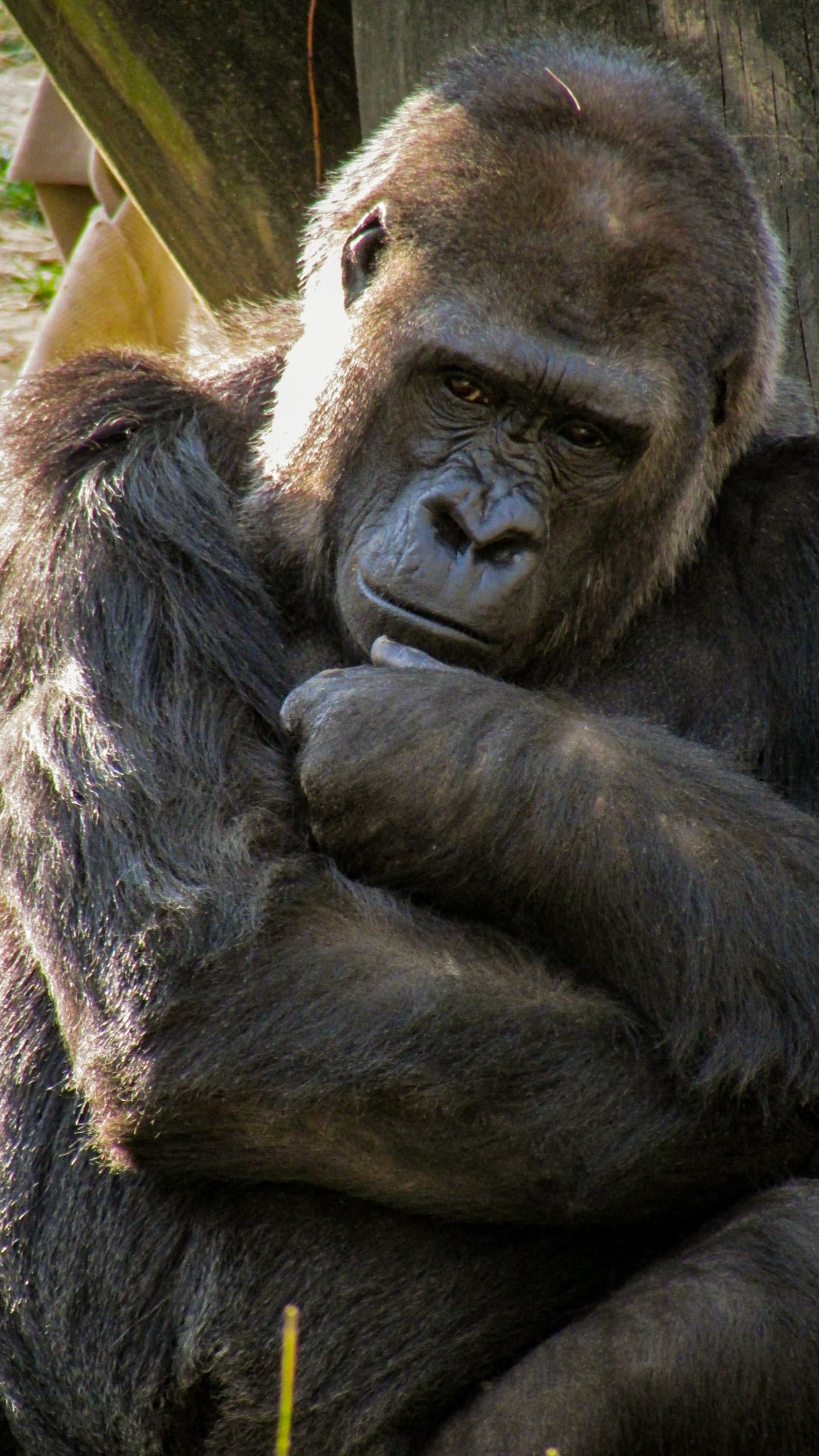 The Monkey Rock of our team header image