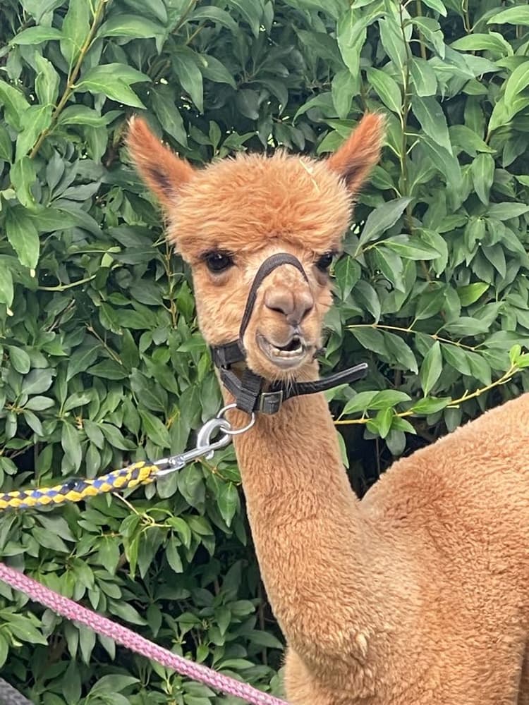 Alpaca agility - Header
