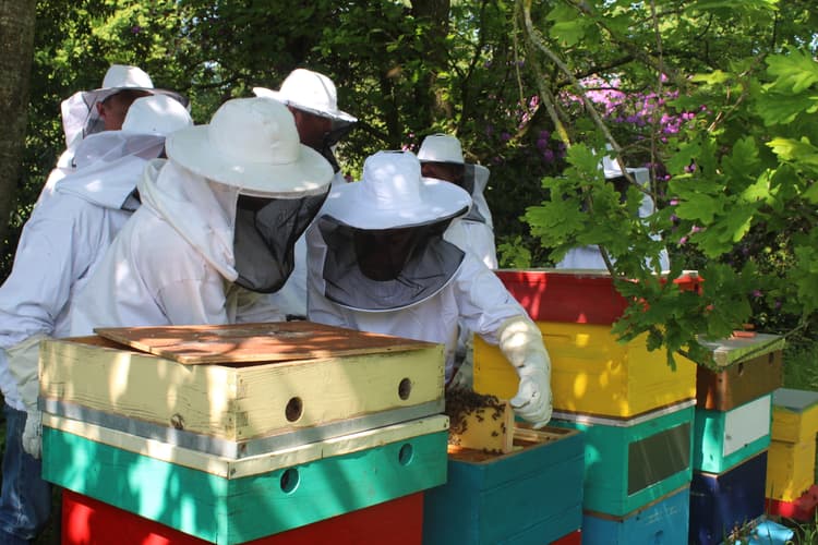 Beekeeping Demonstration: Diving into the Beehive Together - Header