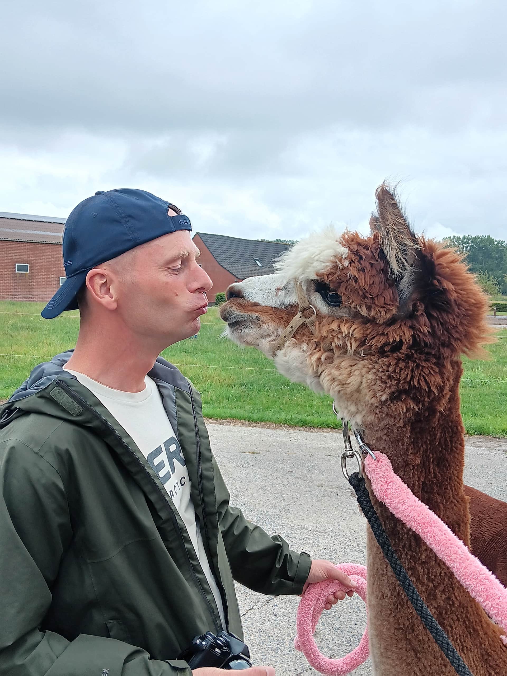 Promenade avec des alpagas header image